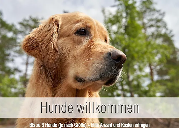 Hütte40: Ganze Hütte Nah Am Mit Privatem Whirlpool, Sauna. Umzäunt. Ferienhaus Waldkirchen